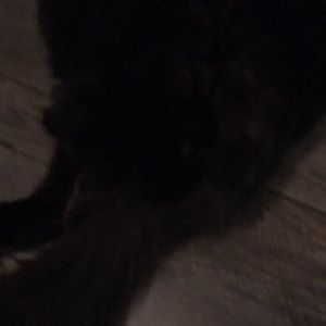 Meet your Posher, Mariah